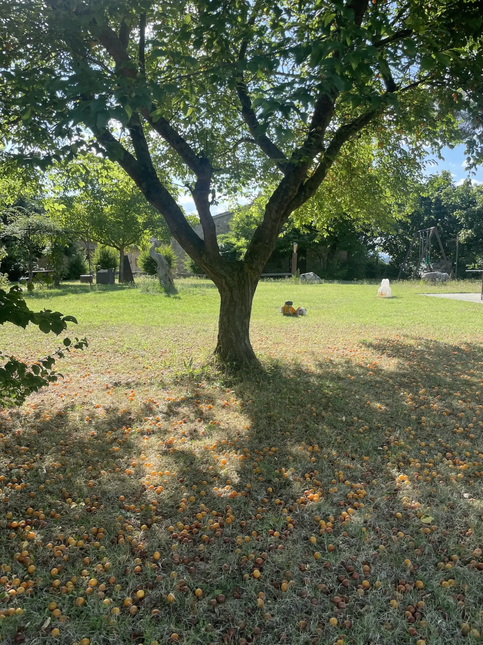 Parco e giardini