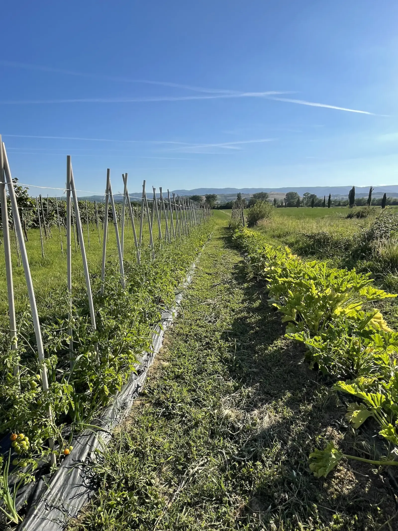 Orto biologico · raccolta libera